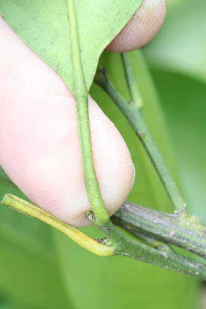              Petiole (Riverside, CA)       